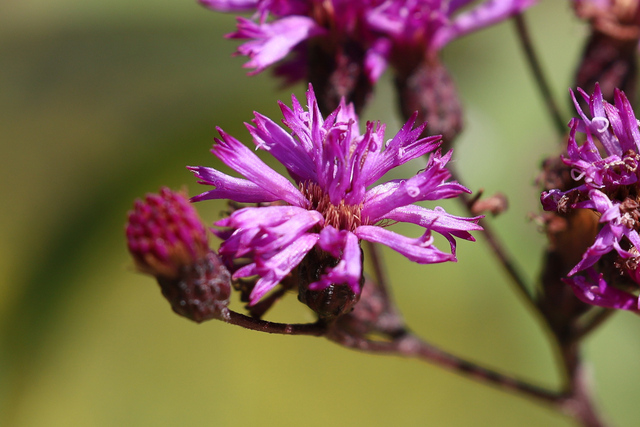 Vernonia gigantea