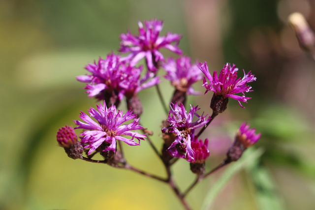 Vernonia gigantea