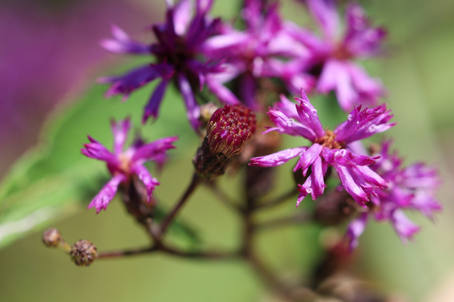 Vernonia gigantea