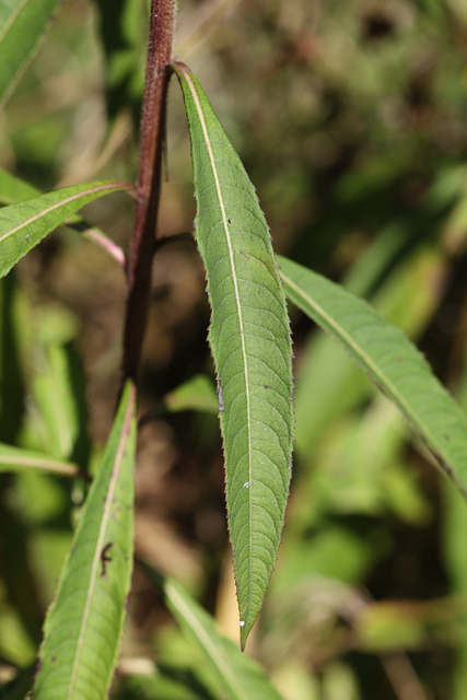 Vernonia gigantea - leaves