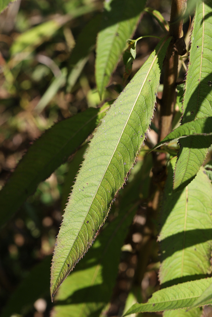 Vernonia gigantea - leaves