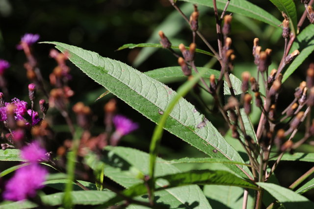 Vernonia gigantea - leaves