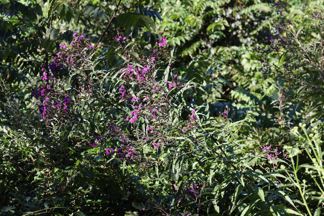 Vernonia gigantea - plant