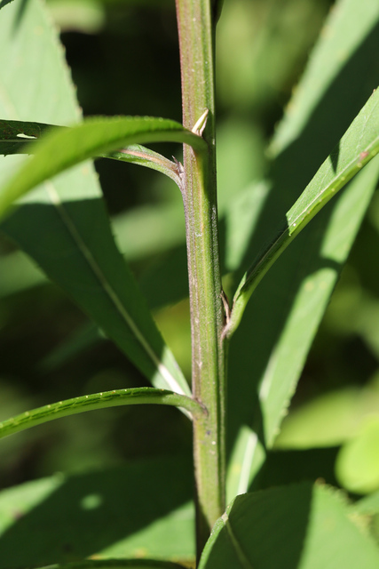 Vernonia gigantea - stem