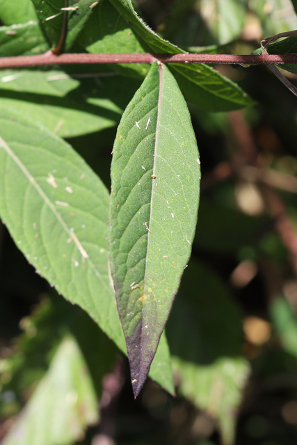 Vernonia glauca - leaves