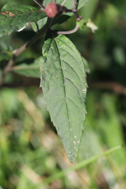 Vernonia glauca - leaves