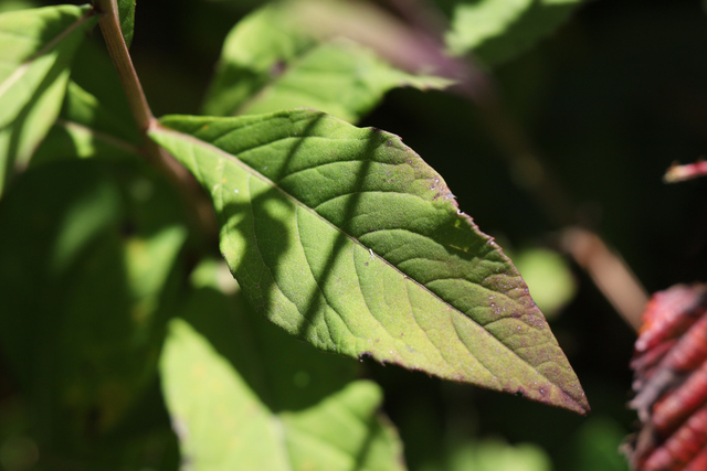 Vernonia glauca - leaves