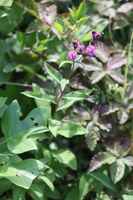 Vernonia glauca - plant