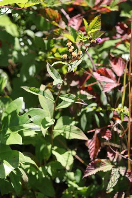 Vernonia glauca - plant