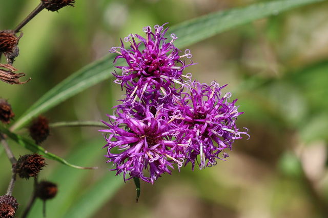 Vernonia noveboracensis