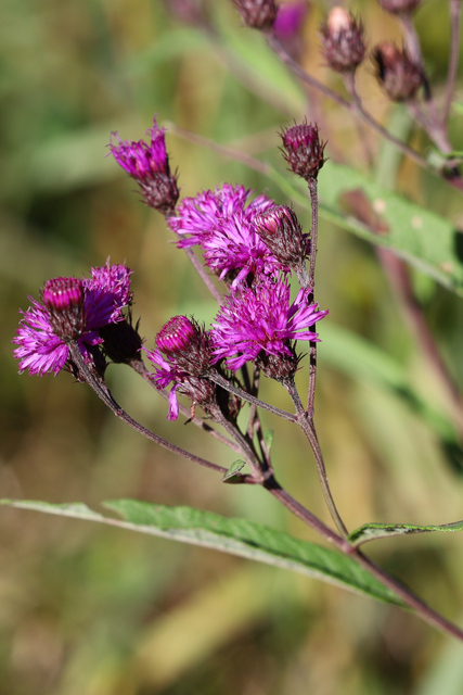 Vernonia noveboracensis
