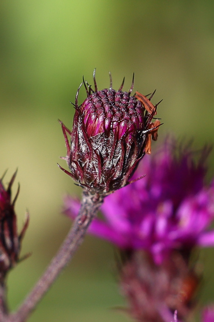 Vernonia noveboracensis