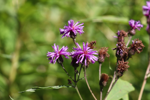 Vernonia noveboracensis