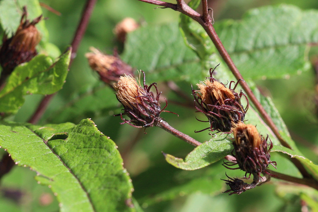 Vernonia noveboracensis