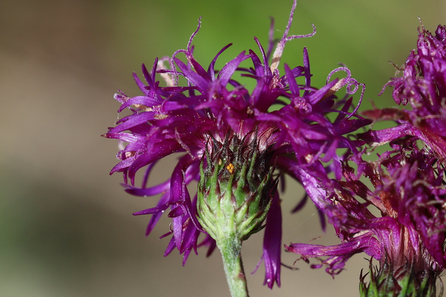 Vernonia noveboracensis - involucral bracts