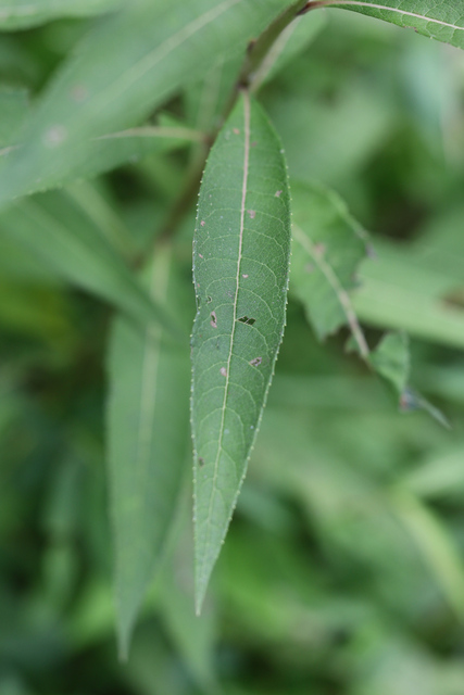 Vernonia noveboracensis - leaves