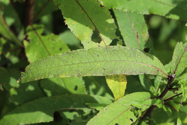 Vernonia noveboracensis - leaves