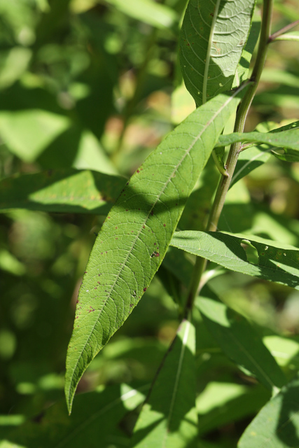 Vernonia noveboracensis - leaves