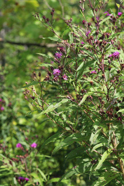 Vernonia noveboracensis - plant