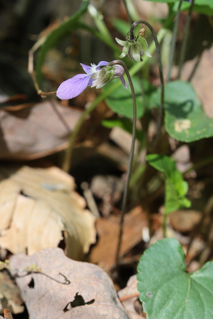 Viola affinis