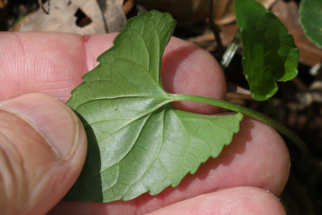 Viola affinis - leaf underside