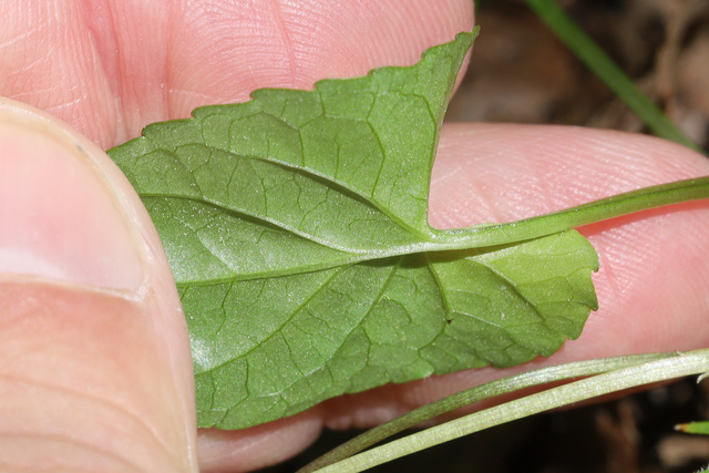 Viola affinis - leaf underside