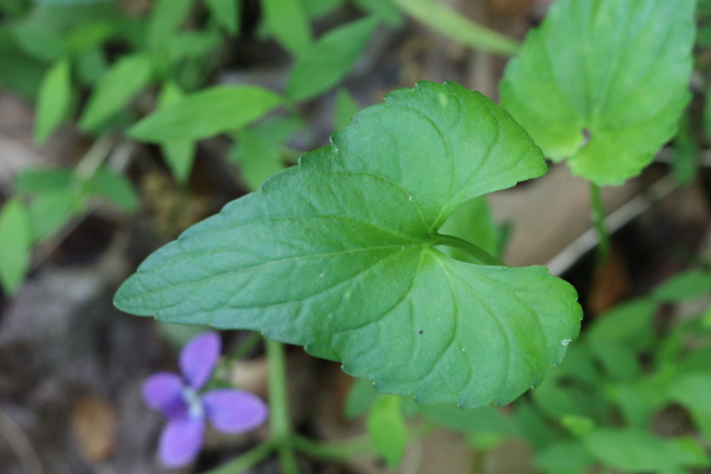 Viola affinis - leaves