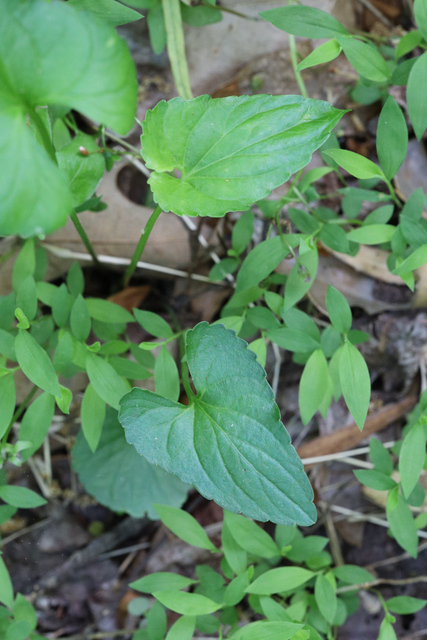Viola affinis - leaves