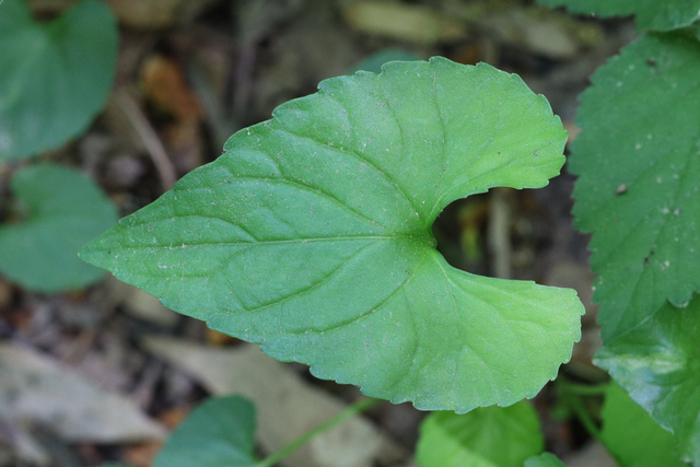 Viola affinis - leaves