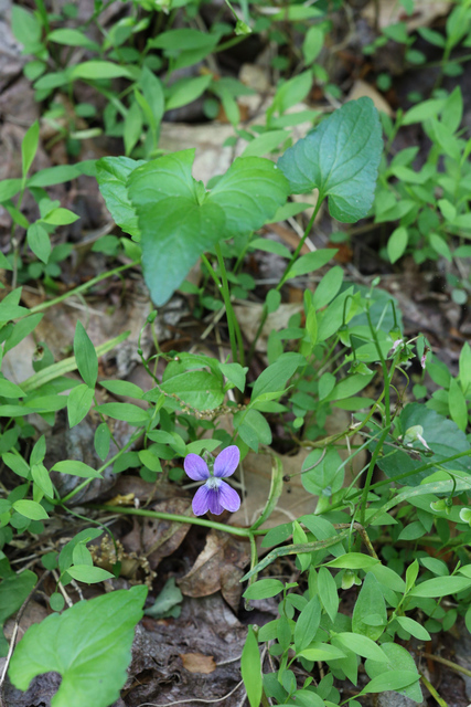 Viola affinis - plant