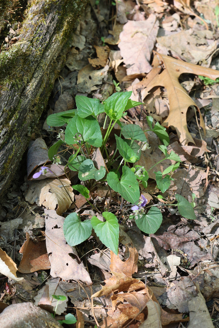 Viola affinis - plant