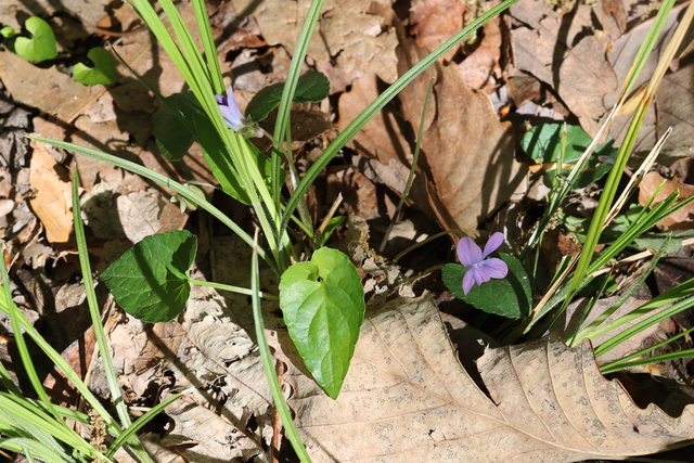 Viola affinis - plant