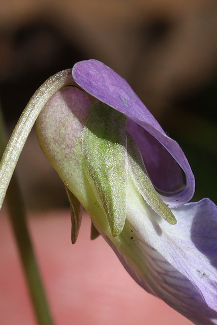 Viola affinis - sepals