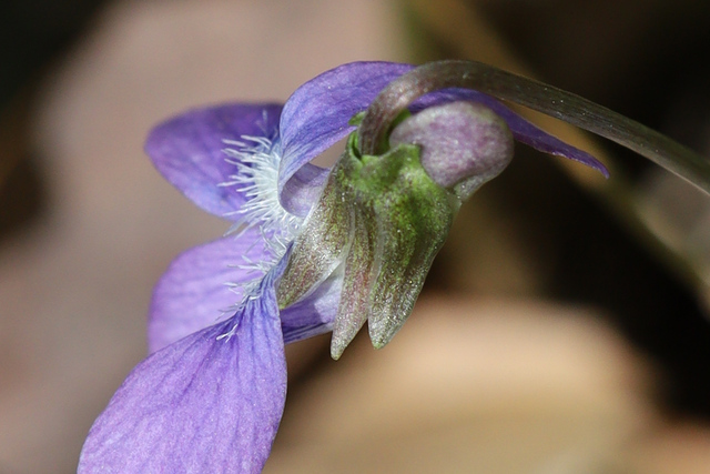 Viola affinis - sepals