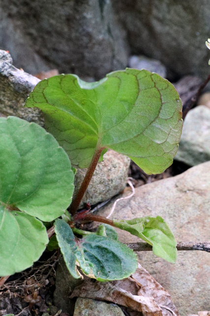 Viola blanda - leaf underside