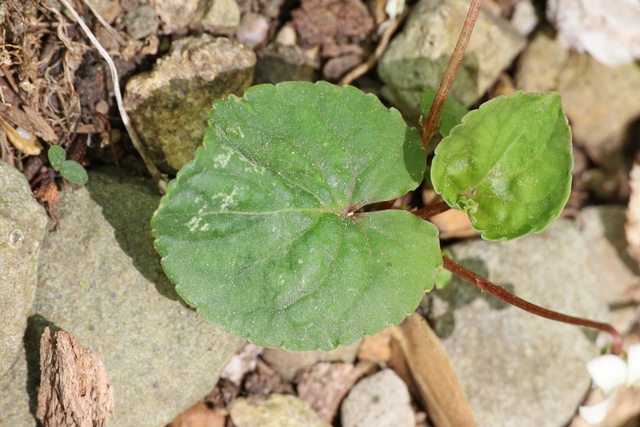 Viola blanda - leaves