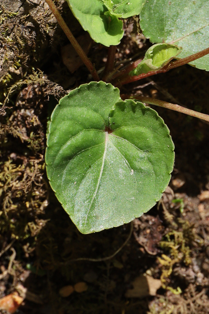Viola blanda - leaves