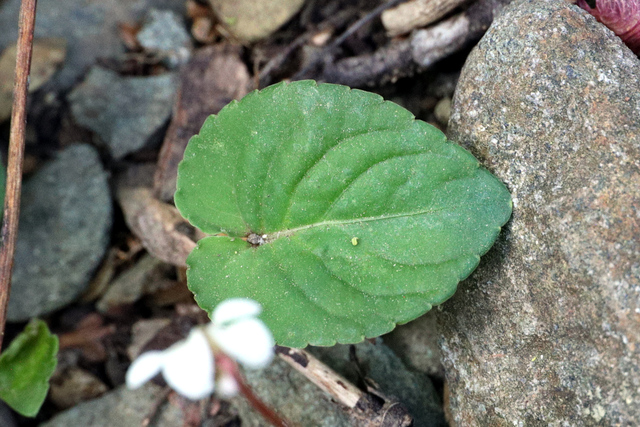 Viola blanda - leaves