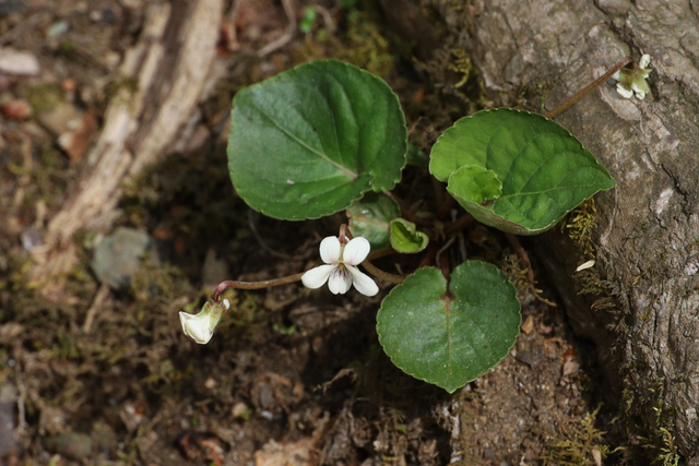 Viola blanda - plant