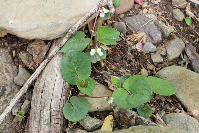 Viola blanda - plant