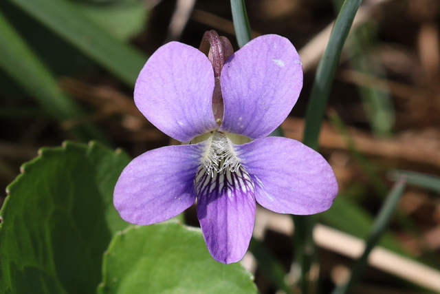 Viola communis