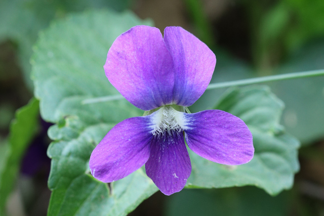 Viola communis