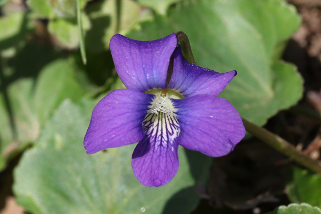 Viola communis