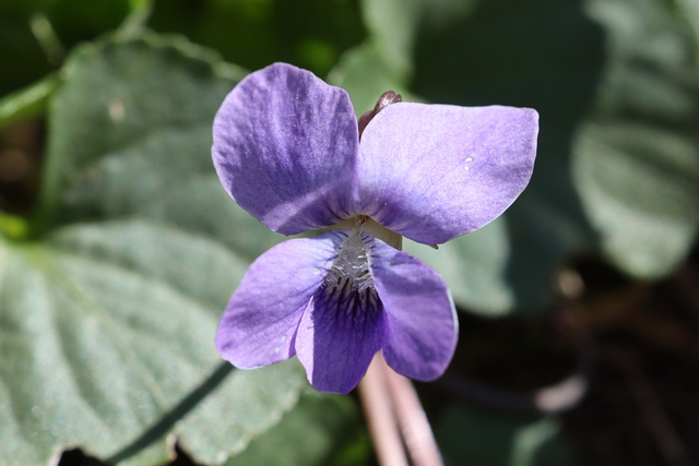 Viola communis