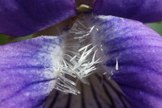Viola communis