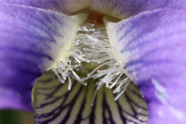 Viola communis