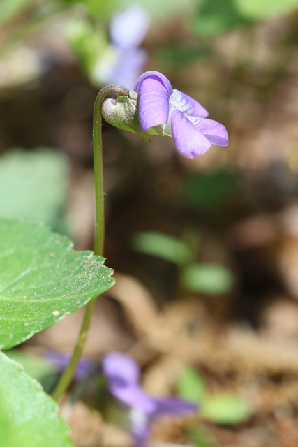 Viola communis