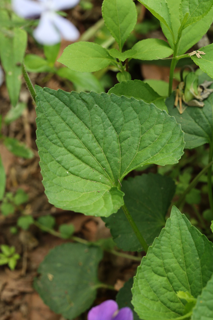 Viola communis - leaves