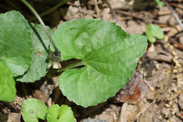 Viola communis - leaves