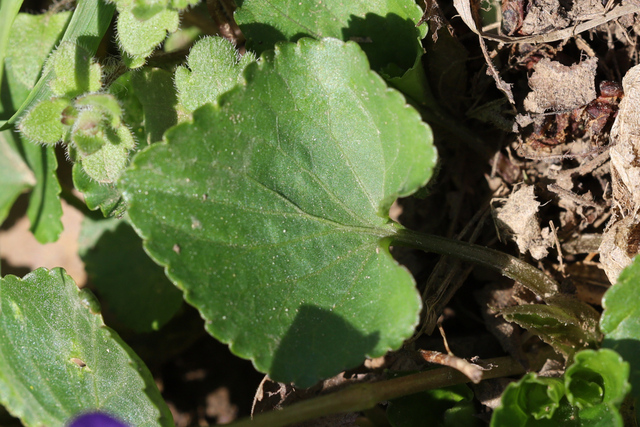 Viola communis - leaves